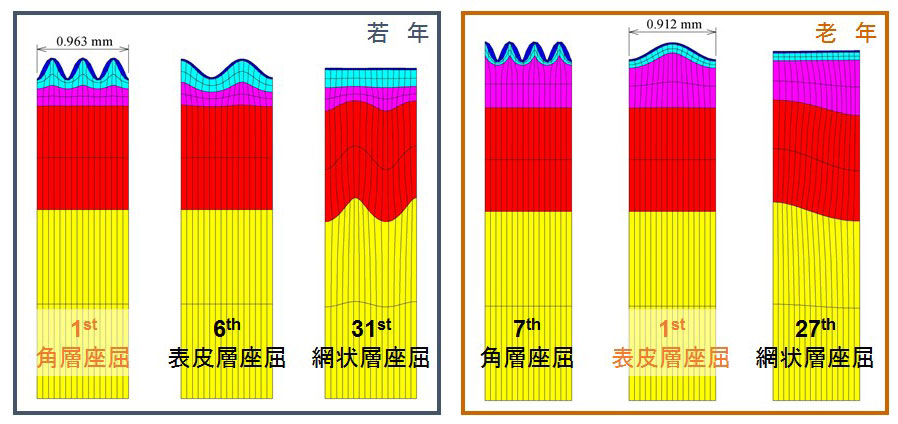 美容皮膚科学への力学的アプローチ
